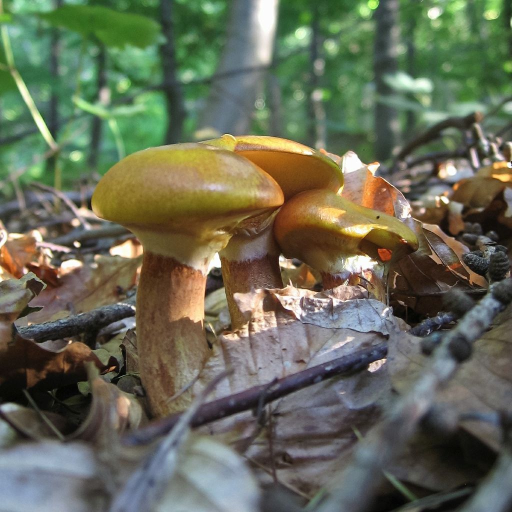 Suillus grevillei?