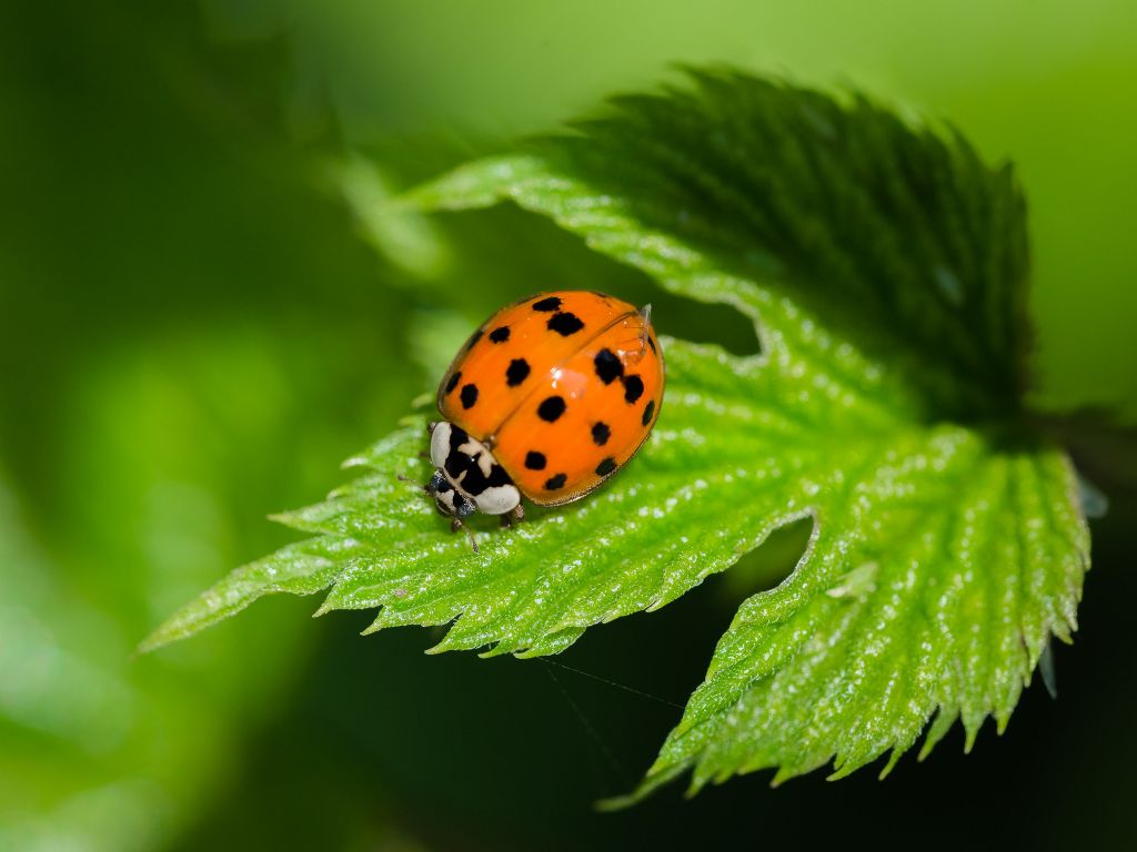 Harmonia axyridis? S.