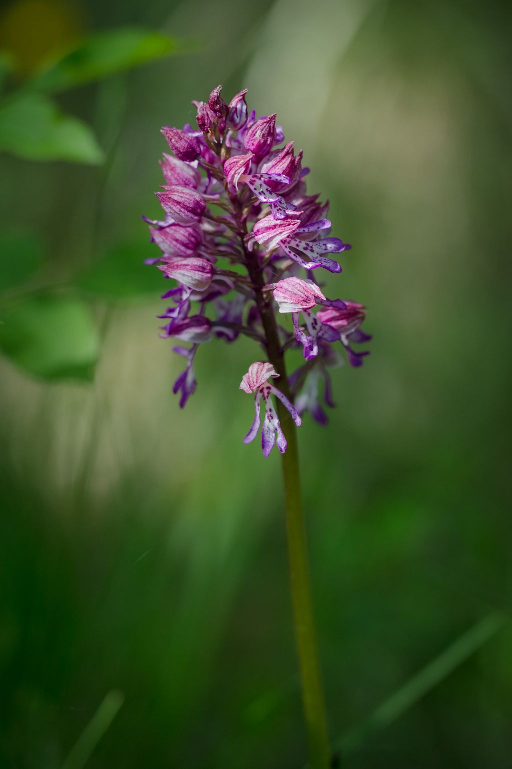 Orchis purpurea x Orchis militaris?