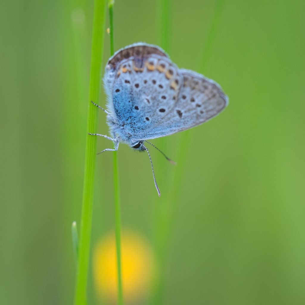 Lycaenidae:  Plebeius argus e  Polyommatus sp.