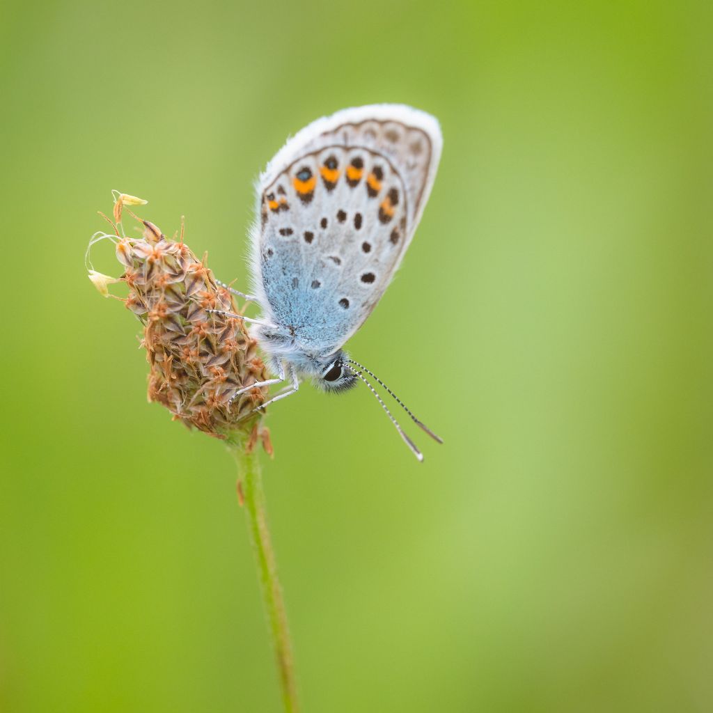 Lycaenidae:  Plebeius argus e  Polyommatus sp.