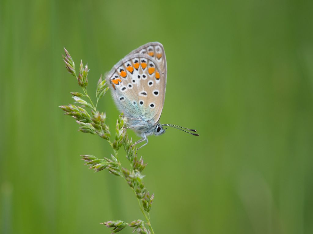 Lycaenidae:  Plebeius argus e  Polyommatus sp.