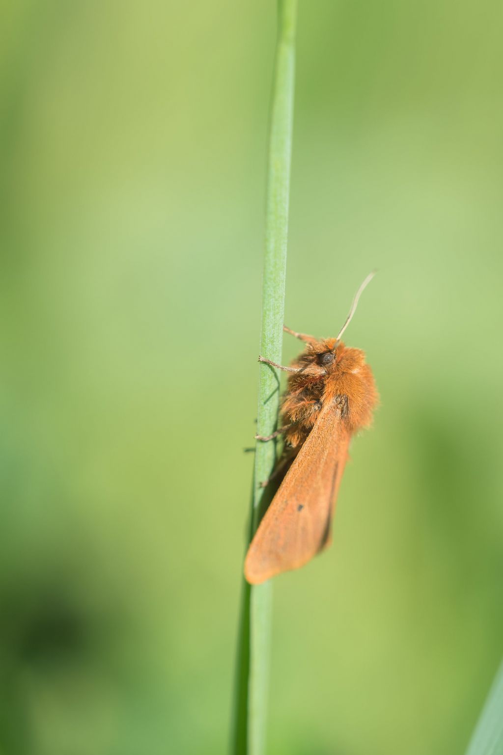 Lasiocampa quercus? No, Phragmatobia fuliginosa - Erebidae