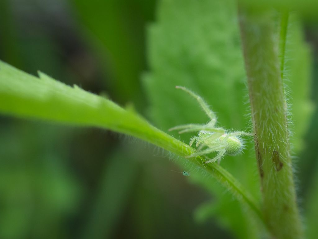 Heriaeus hirtus?...Heriaeus sp. - Ceva (CN)