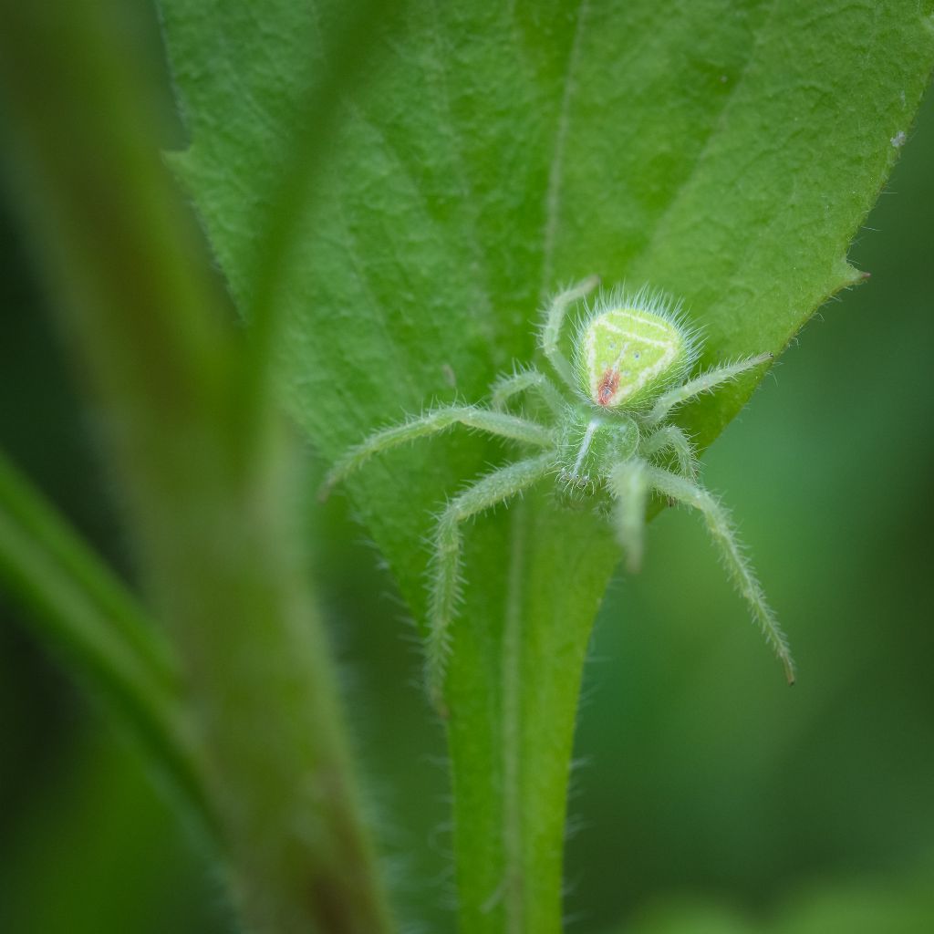 Heriaeus hirtus?...Heriaeus sp. - Ceva (CN)