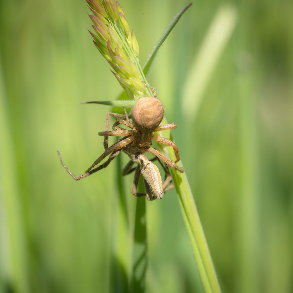 Xysticus? Quale? E la preda?   Xysticus sp. vs Pisaura sp. - Ceva (CN)