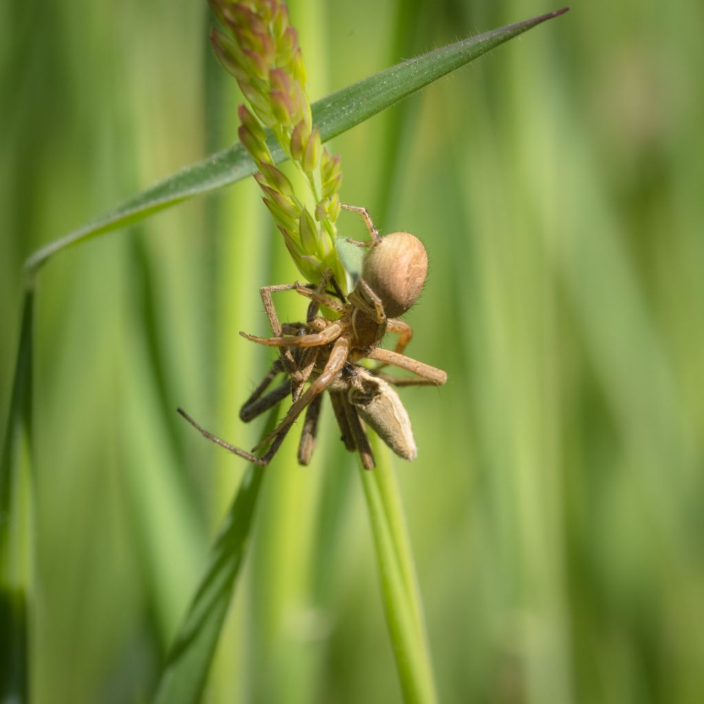 Xysticus? Quale? E la preda?   Xysticus sp. vs Pisaura sp. - Ceva (CN)