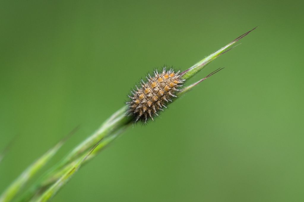 Bruco di Melitaea didyma? S !