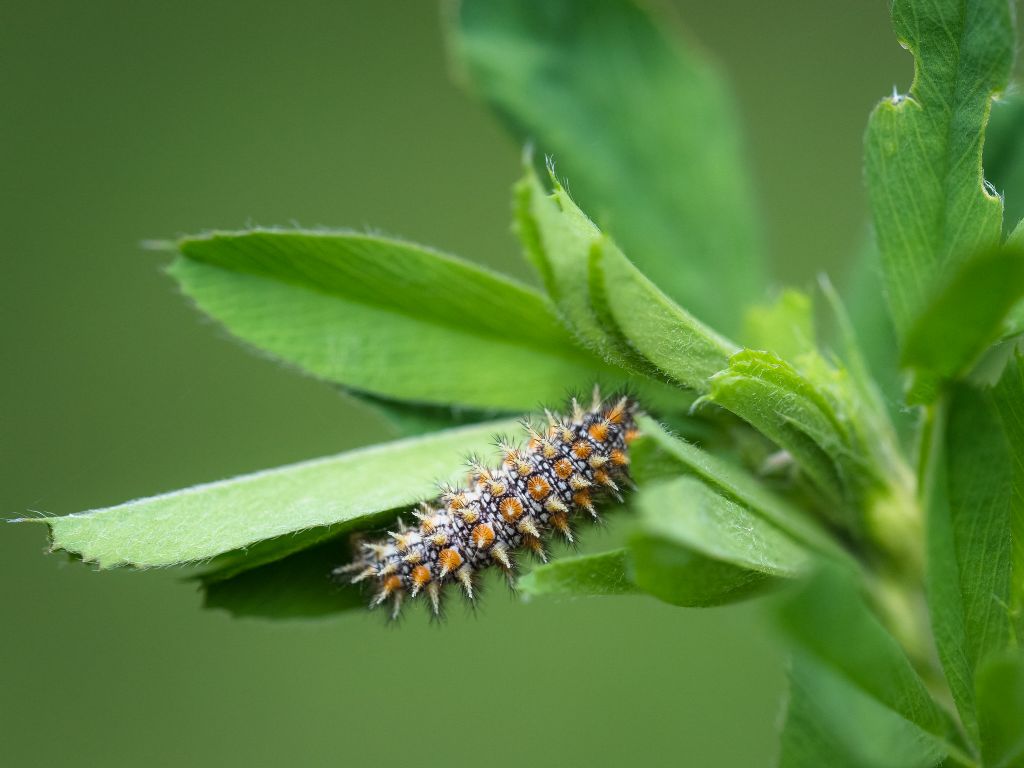 Bruco di Melitaea didyma? S !