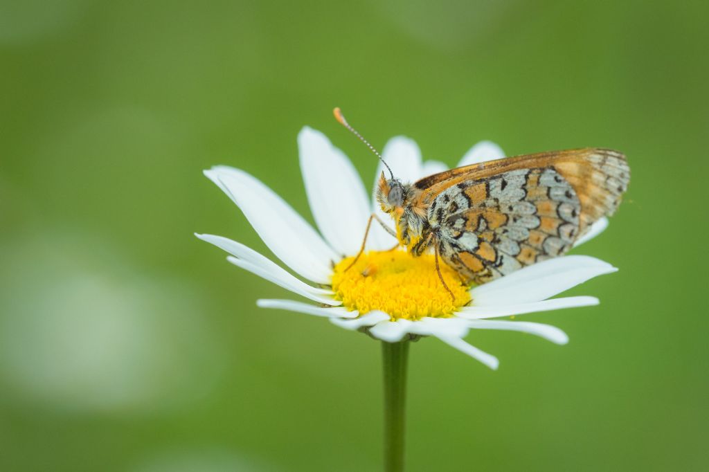 Melitaea cinxia - Nymphalidae