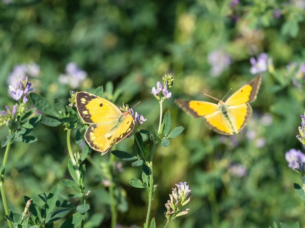 Quali Colias? Colias crocea f&m