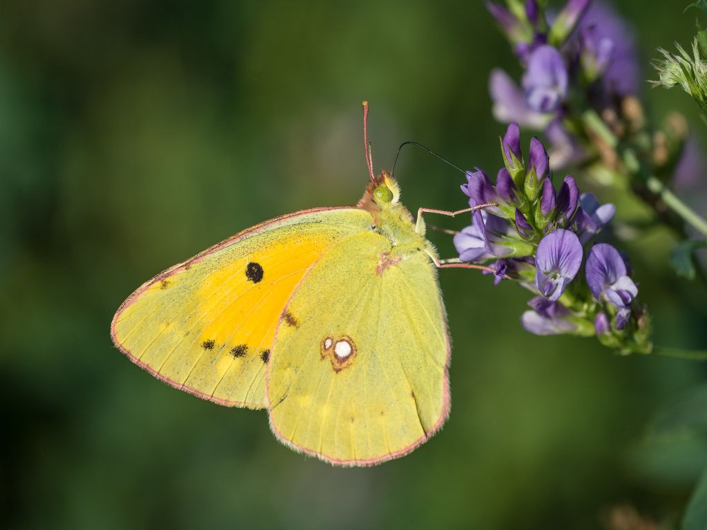 Quali Colias? Colias crocea f&m