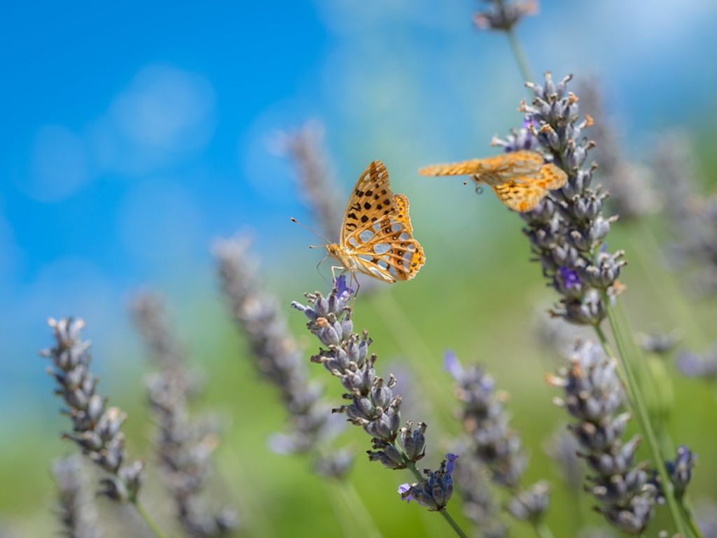 Issoria lathonia?  S� !