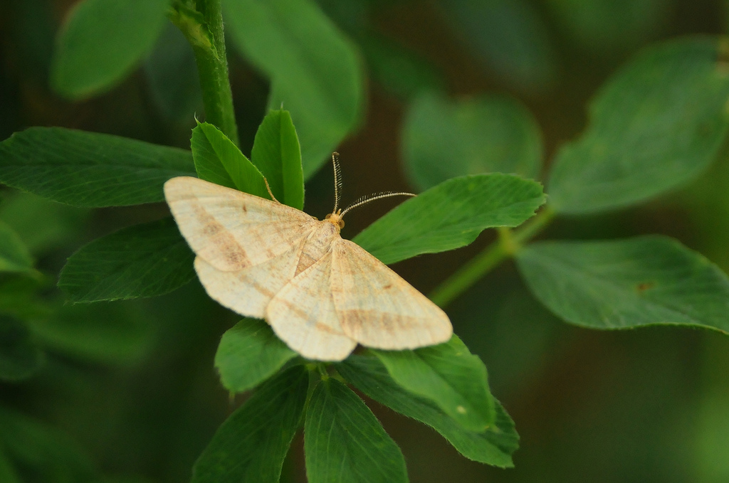 Lepidottero da identificare