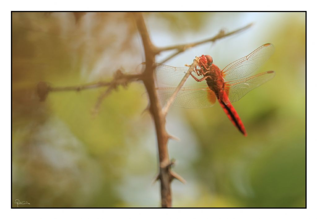 Crocothemis erythraea?  S !