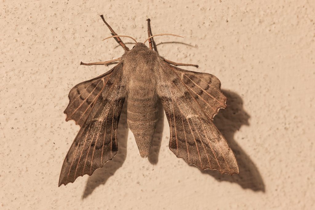 id notturna - Laothoe populi, Sphingidae