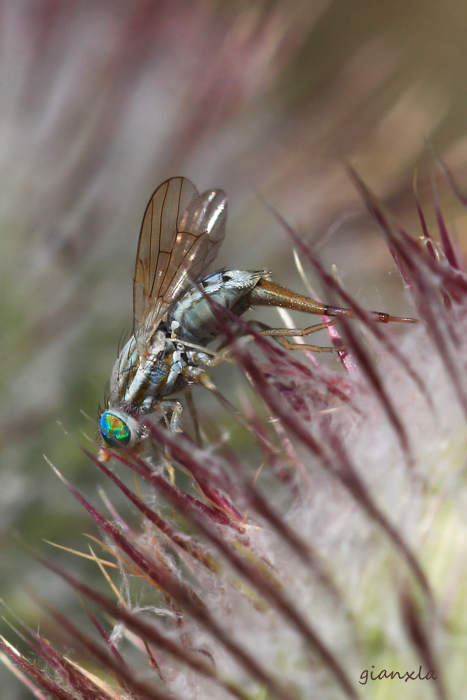 dittero Tephritidae del genere Terellia