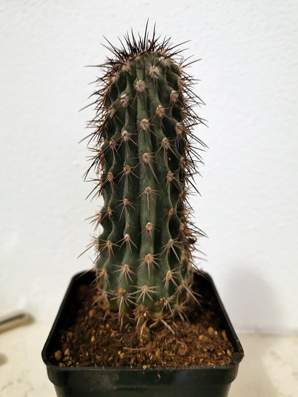 Cactacea da determinare