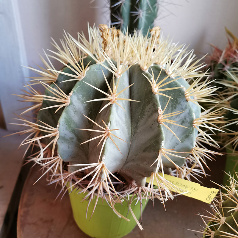 Ferocactus... glaucescens