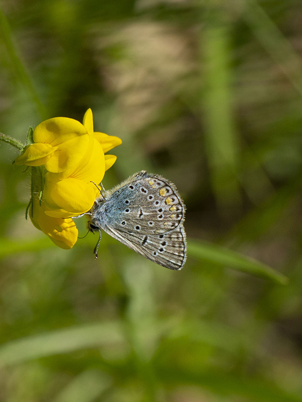 Plebejus argus ? No, Polyommatus icarus