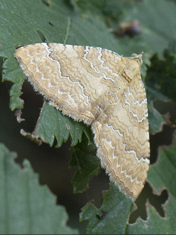 Camptogramma bilineata (Geometridae)