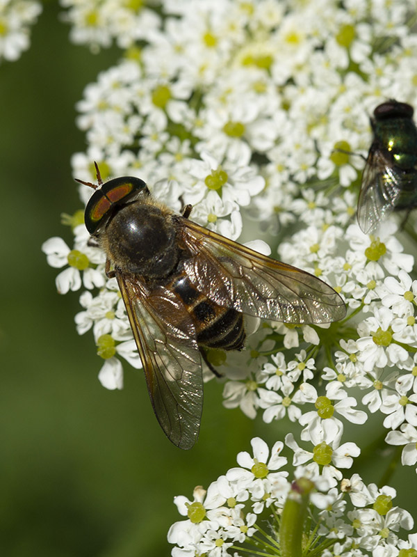 Tabanidae: Phylipomyia cfr. aprica, maschio