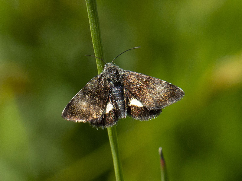 Panemeria tenebrata -  Noctuidae