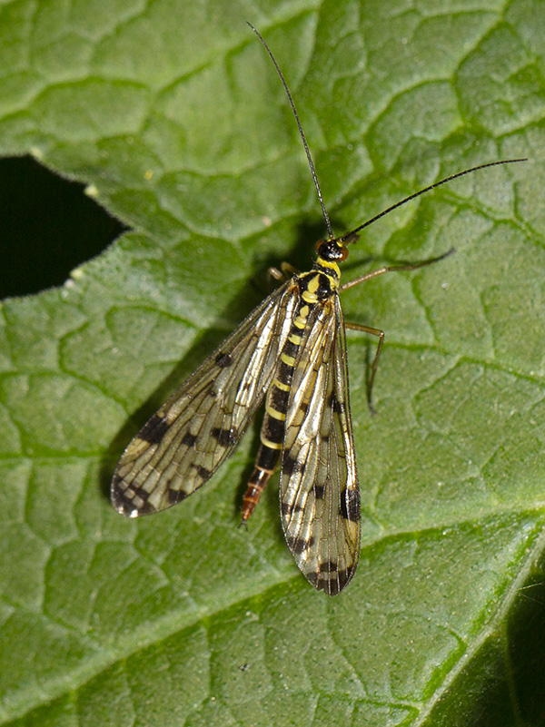 Diptera... No, Mecoptera: Panorpa sp.