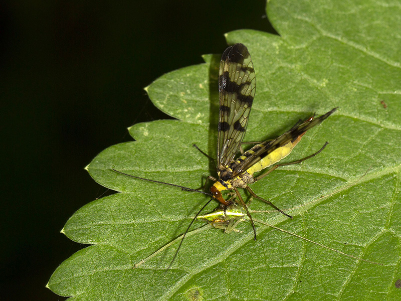 Diptera... No, Mecoptera: Panorpa sp.