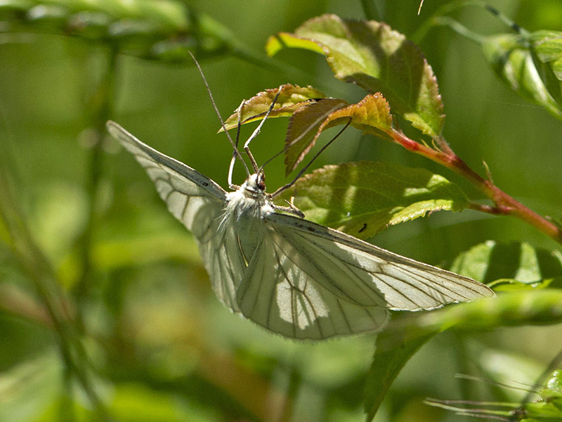 Siona lineata - Geometridae