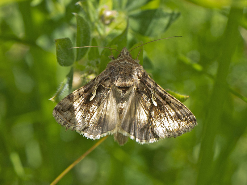 Autographa gamma (Noctuidae)