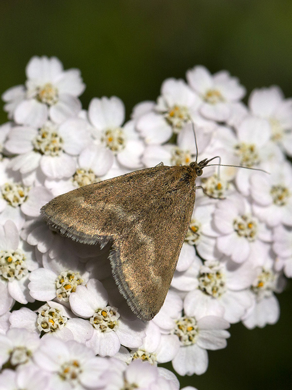 Pyrausta aerealis (Crambidae) da confermare