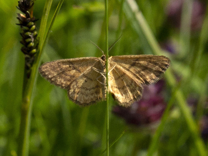 Idaea serpentata
