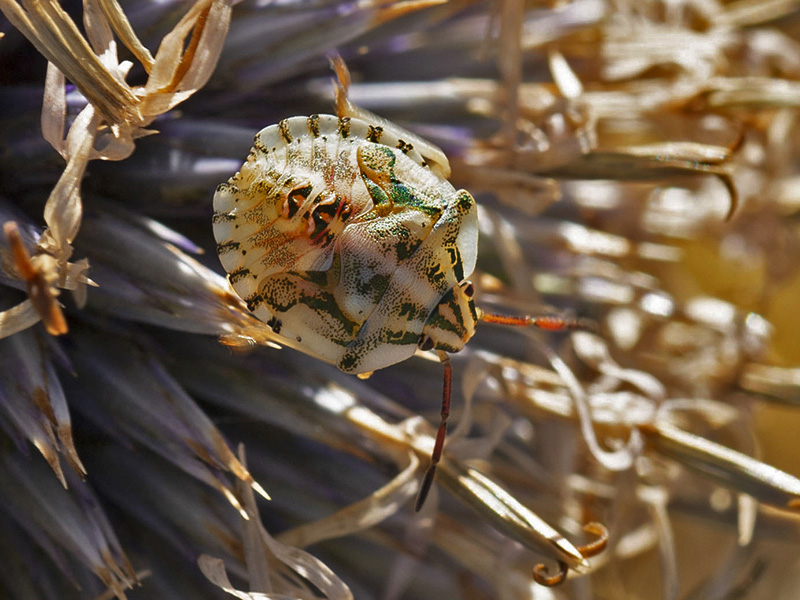 Cimice da identificare