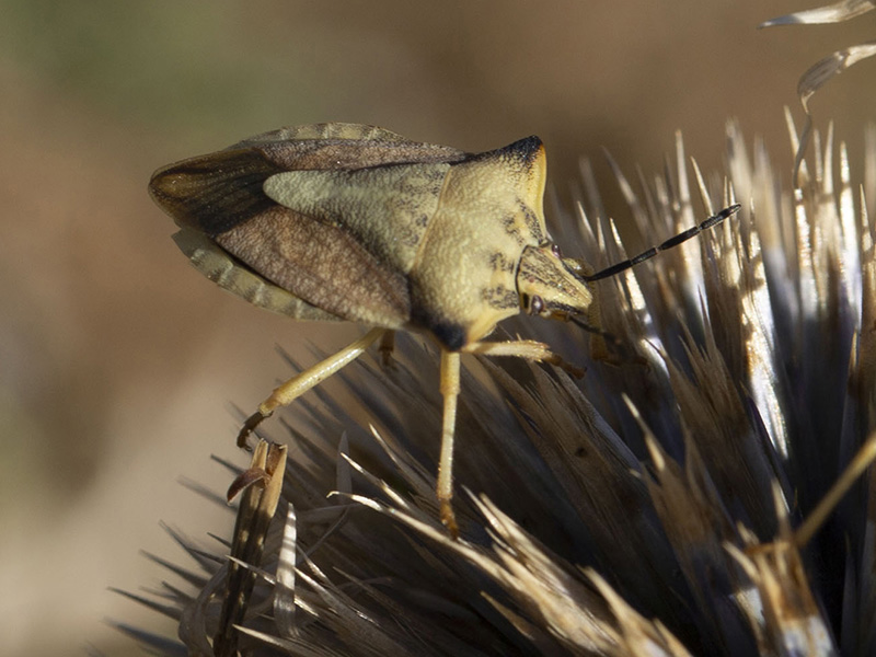 Pentatomidae: Carpocoris  da det.