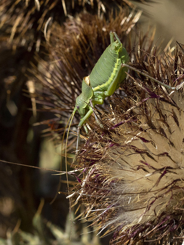 Ephippiger perforatus, maschio