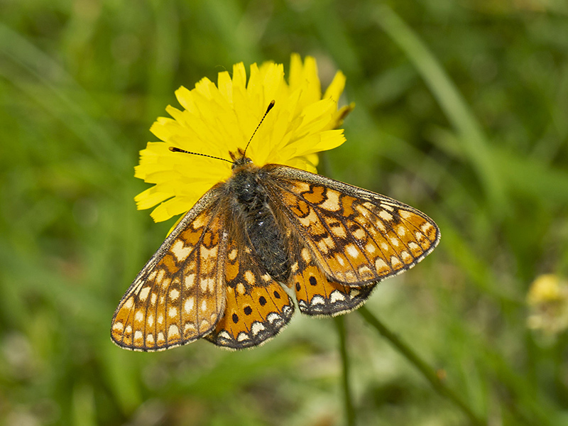 Euphydryas provincialis (Nymphalidae)