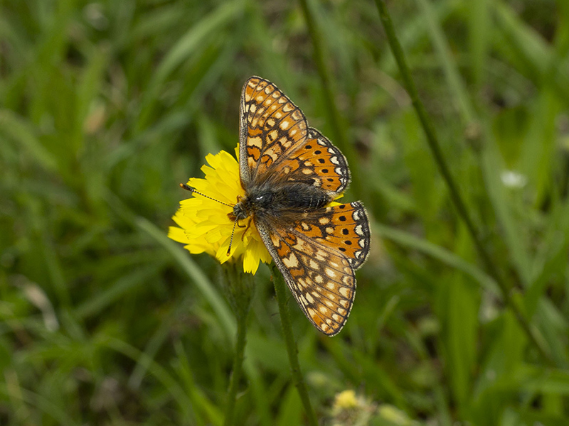 Euphydryas provincialis (Nymphalidae)