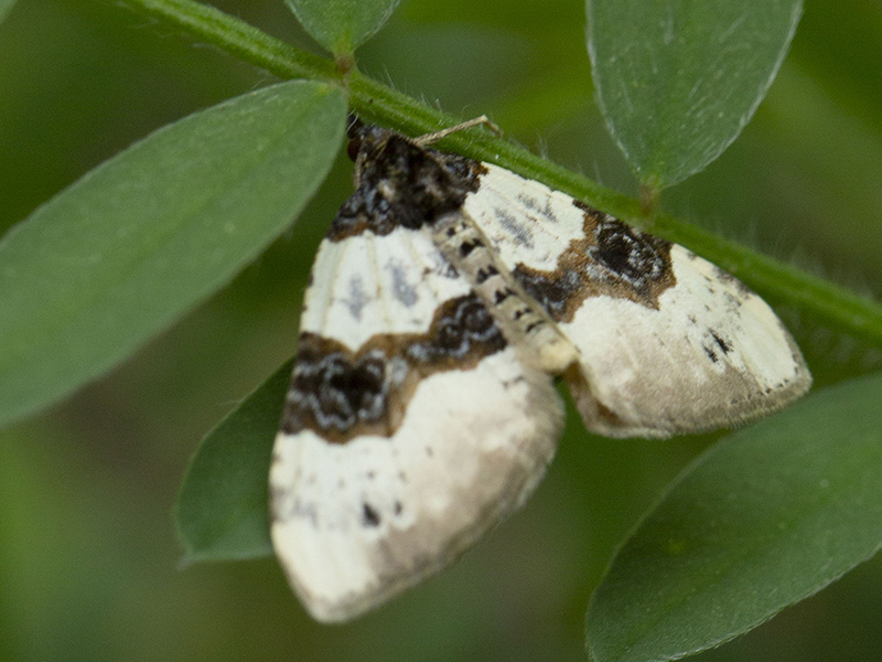 Geomatridae: Cosmorhoe ocellata da confermare
