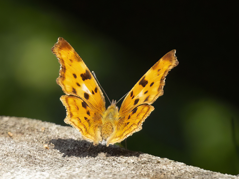 Nymphalidae: Polygonia c-album e  Aglais urticae