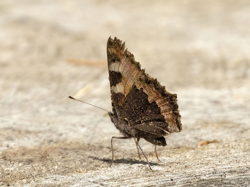 Nymphalidae: Polygonia c-album e  Aglais urticae