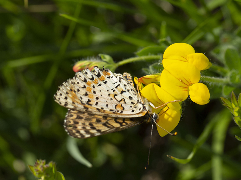 Melitaea sp.?  S, Melitaea didyma