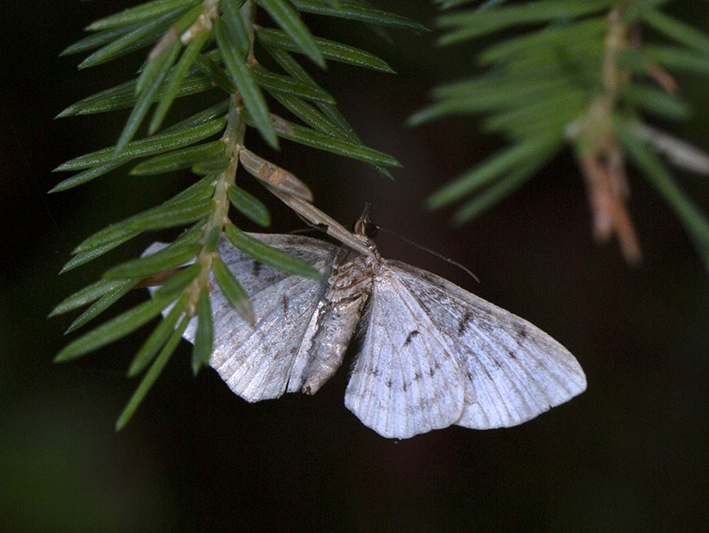 Geometridae Eupitheciini