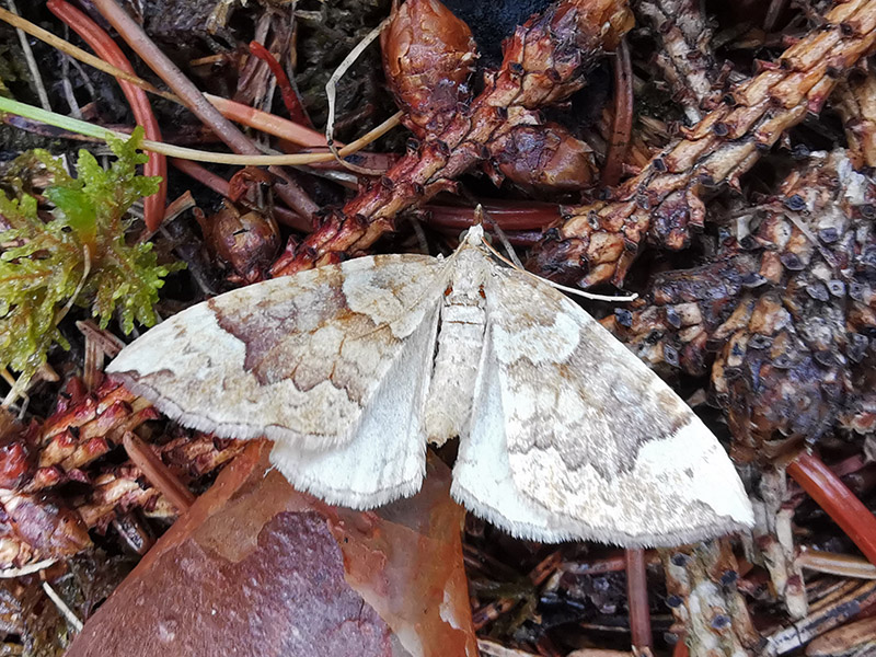 Eulithis populata