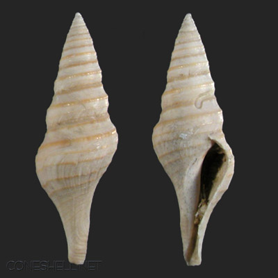 identificazione