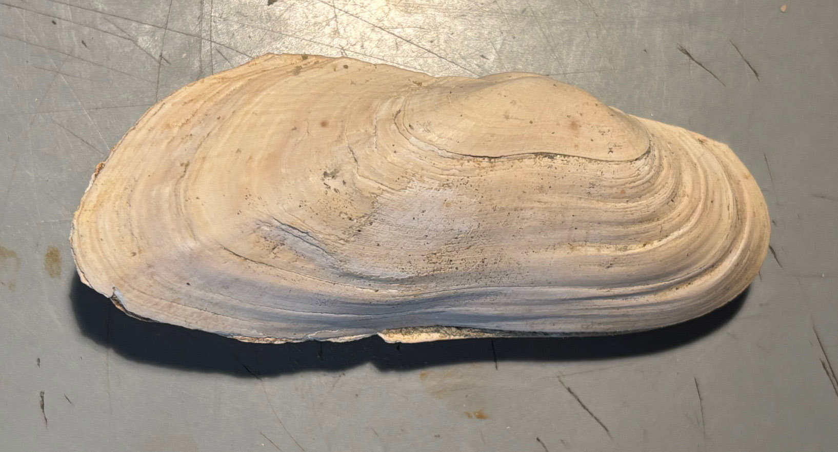 Fossile da identificare