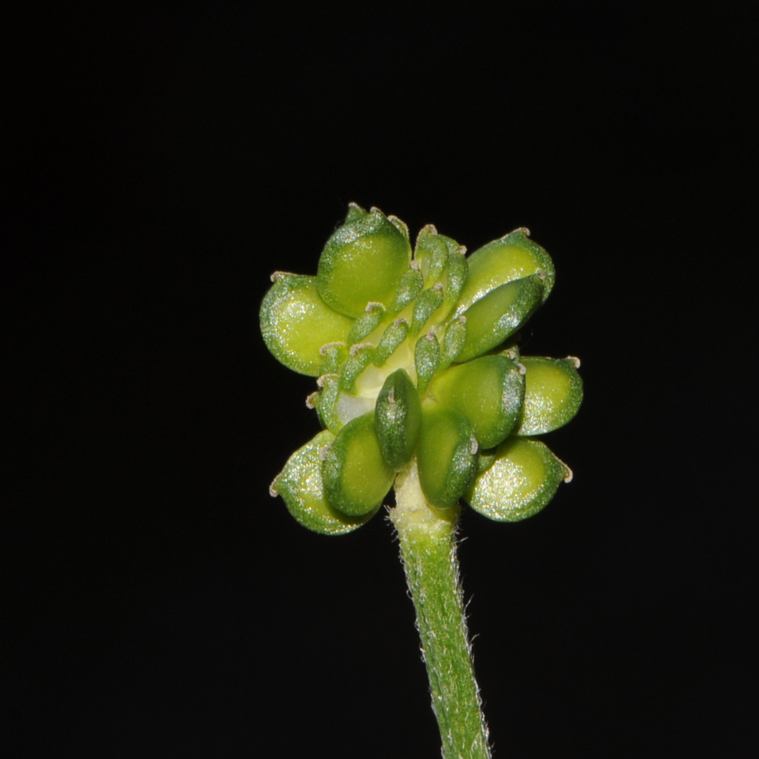 Ranunculus neapolitanus / Ranuncolo napoletano