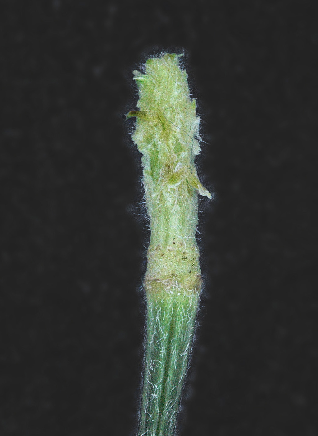 Ranunculus neapolitanus / Ranuncolo napoletano