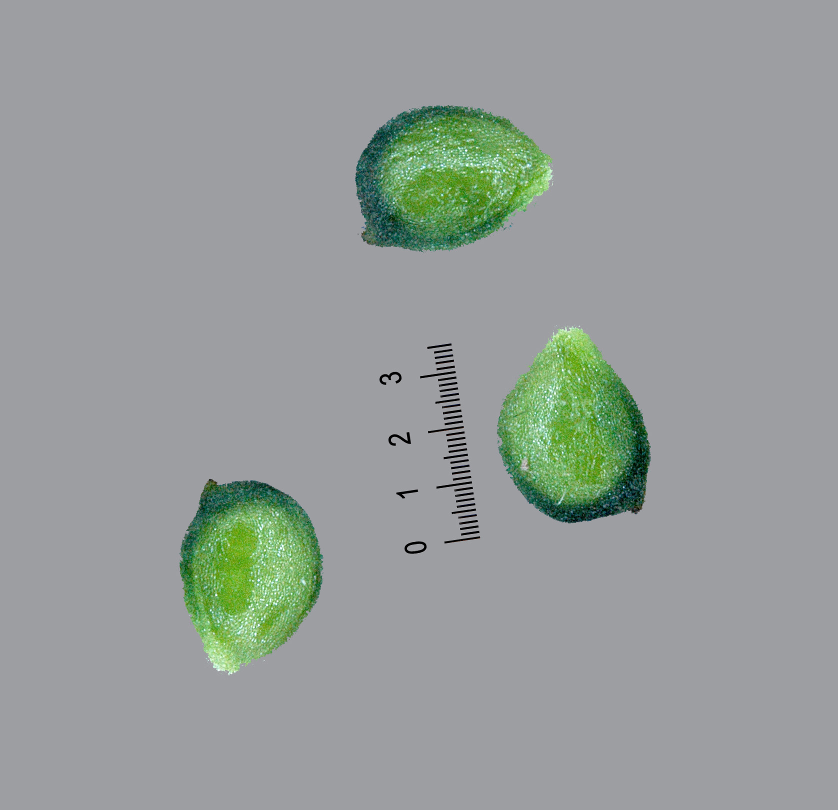 Ranunculus neapolitanus / Ranuncolo napoletano