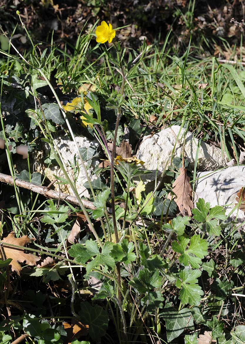 Ranunculus neapolitanus / Ranuncolo napoletano